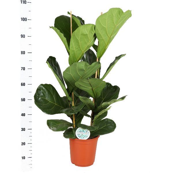 Ficus Lyrata Og Dens Gryde