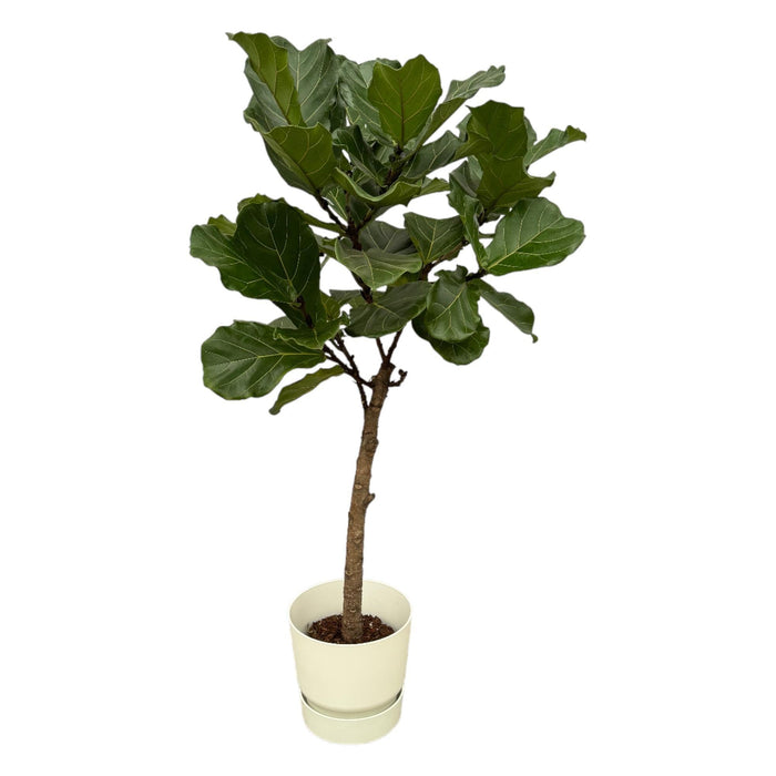 Ficus Lyrata Og Dens Gryde