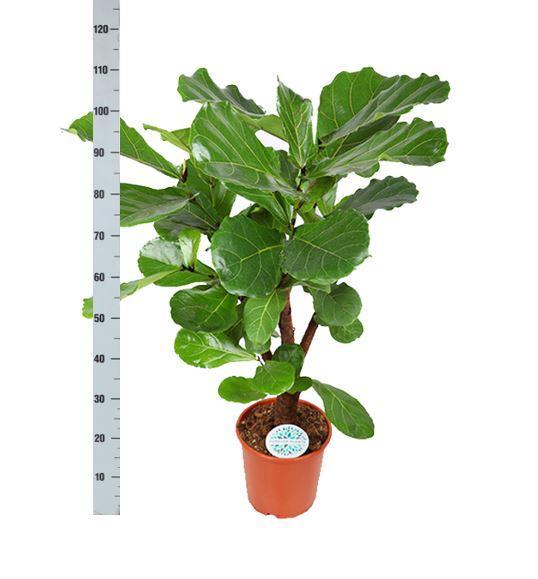 Ficus Lyrata Og Dens Gryde