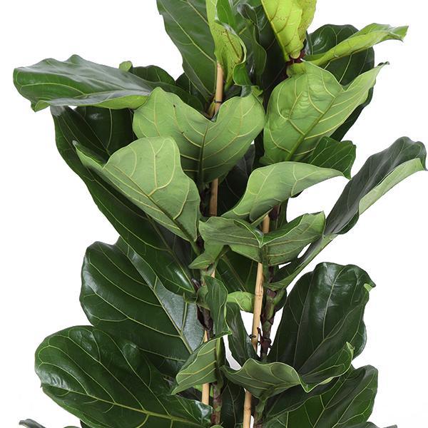 Ficus Lyrata Og Dens Gryde