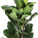 Ficus Lyrata Og Dens Gryde