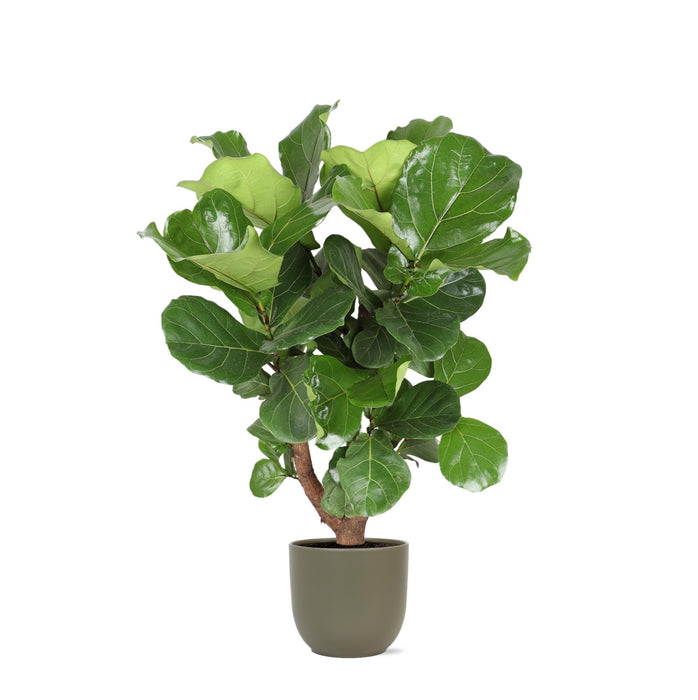 Ficus Lyrata Og Dens Gryde