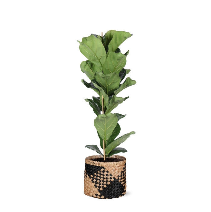 Ficus Lyrata Og Dens Gryde