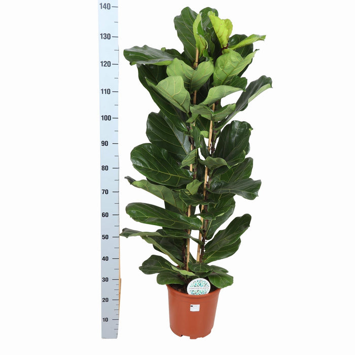 Ficus Lyrata Og Dens Gryde