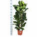 Ficus Lyrata Og Dens Gryde