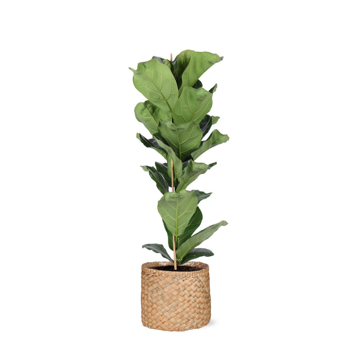 Ficus Lyrata Og Dens Gryde