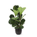 Ficus Lyrata Og Dens Gryde