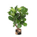 Ficus Lyrata Og Dens Gryde