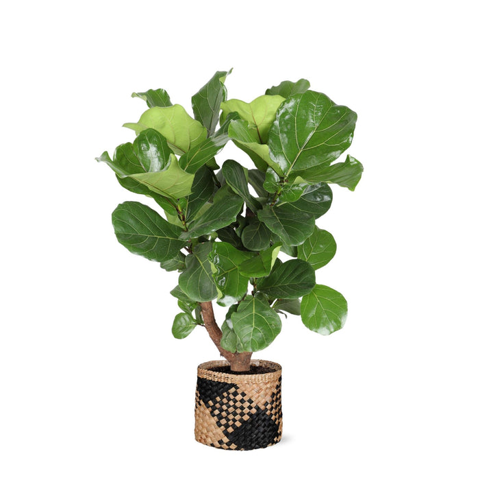 Ficus Lyrata Og Dens Gryde