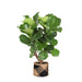 Ficus Lyrata Og Dens Gryde