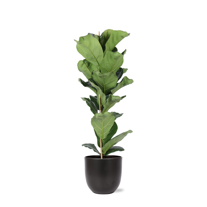 Ficus Lyrata Og Dens Gryde