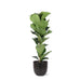 Ficus Lyrata Og Dens Gryde