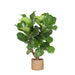 Ficus Lyrata Og Dens Gryde