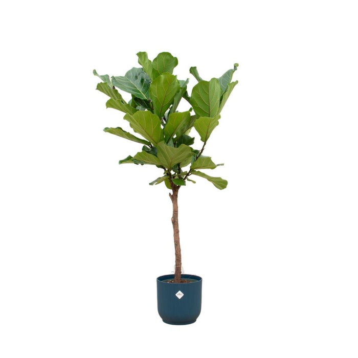 Ficus Lyrata Og Dens Gryde