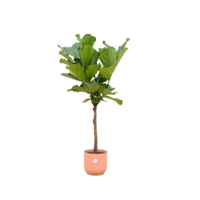 Ficus Lyrata Og Dens Gryde