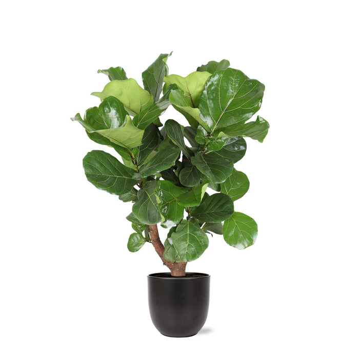 Ficus Lyrata Og Dens Gryde