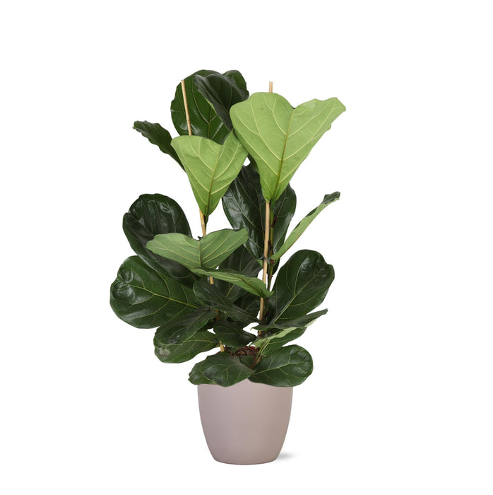Ficus Lyrata Og Dens Gryde