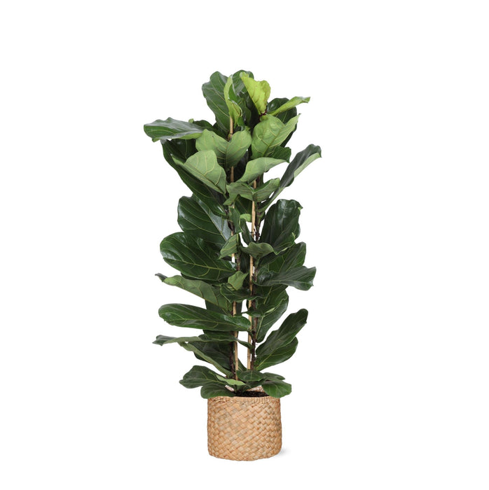 Ficus Lyrata Og Dens Gryde