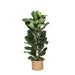 Ficus Lyrata Og Dens Gryde