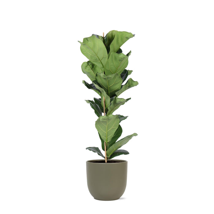 Ficus Lyrata Og Dens Gryde
