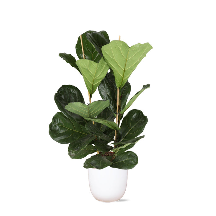 Ficus Lyrata Og Dens Gryde