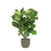 Ficus Lyrata Og Dens Gryde