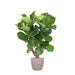 Ficus Lyrata Og Dens Gryde