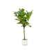 Ficus Lyrata Og Dens Gryde