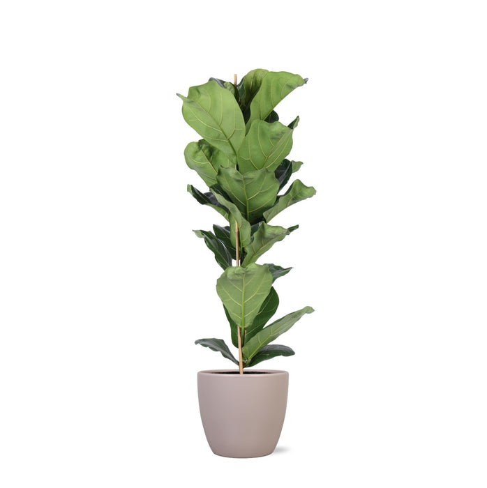 Ficus Lyrata Og Dens Gryde