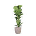 Ficus Lyrata Og Dens Gryde