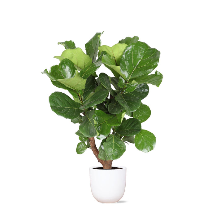 Ficus Lyrata Og Dens Gryde