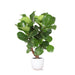 Ficus Lyrata Og Dens Gryde
