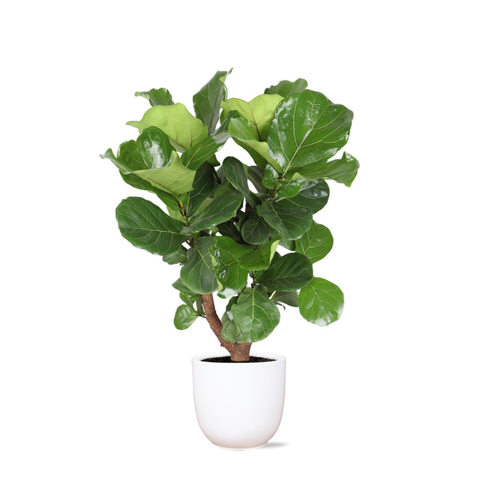 Ficus Lyrata Og Dens Gryde