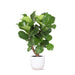 Ficus Lyrata Og Dens Gryde