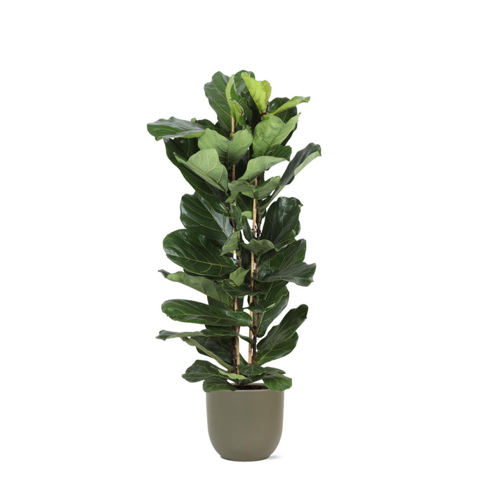 Ficus Lyrata Og Dens Gryde