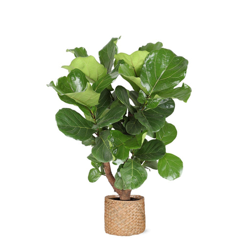 Ficus Lyrata Og Dens Gryde