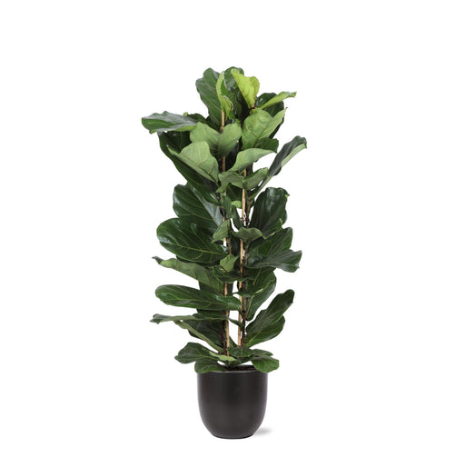 Ficus Lyrata Og Dens Gryde