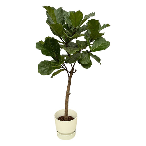 Ficus Lyrata Og Dens Gryde