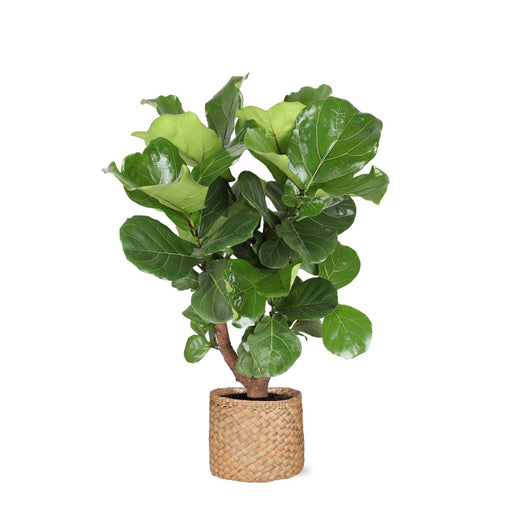 Ficus Lyrata Og Dens Gryde