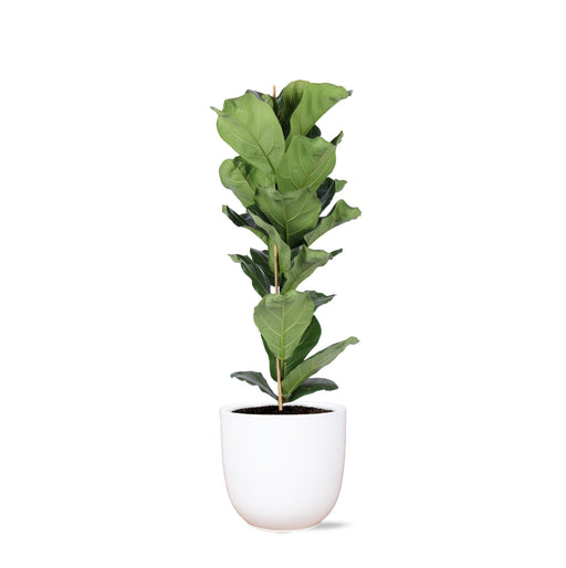 Ficus Lyrata Og Dens Gryde