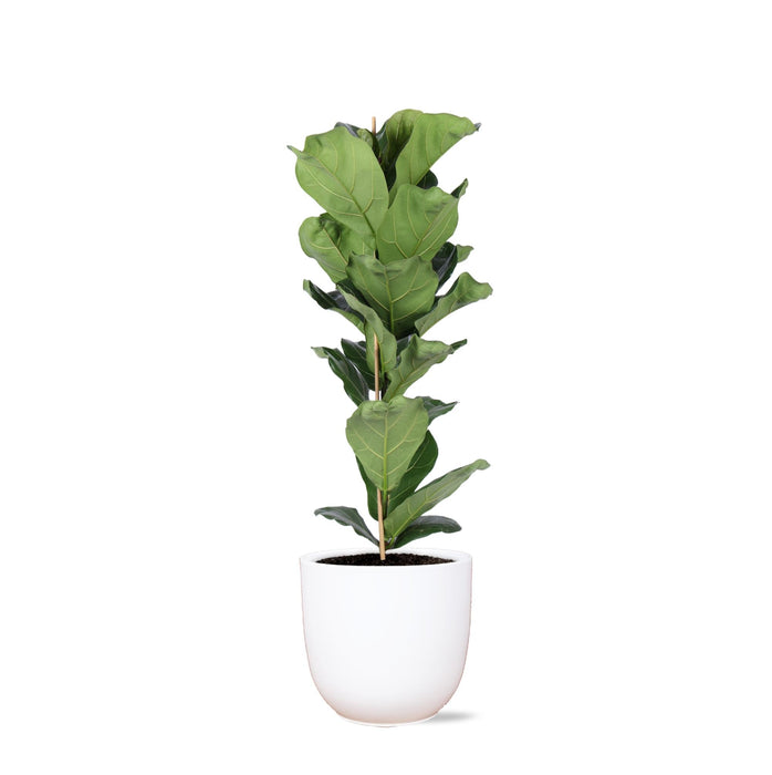 Ficus Lyrata Og Dens Gryde