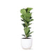 Ficus Lyrata Og Dens Gryde