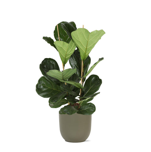 Ficus Lyrata Og Dens Gryde