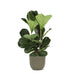 Ficus Lyrata Og Dens Gryde