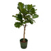 Ficus Lyrata Stam Inclusief Elho Greenville Rund Grøn - 160 Cm - Ø30