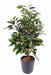 Kunstig Ficus Natasja 60 Cm Indendørs Plante