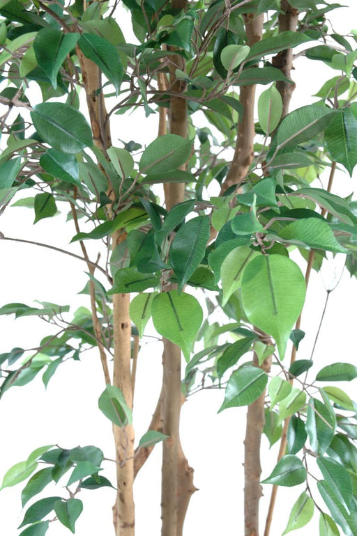 Ficus Natasja Kunstig Flerstammet 180 Cm Indendørs Plante