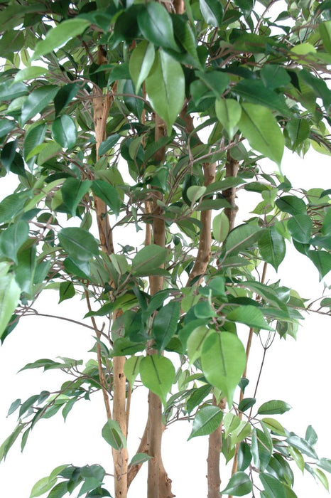 Ficus Natasja Kunstig Flerstammet 180 Cm Indendørs Plante