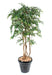 Ficus Natasja Kunstig Flerstammet 180 Cm Indendørs Plante
