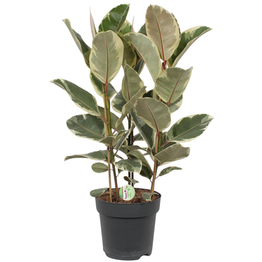 Ficus Tineke - H85Cm, Ø27Cm - Stort Indendørs Anlæg